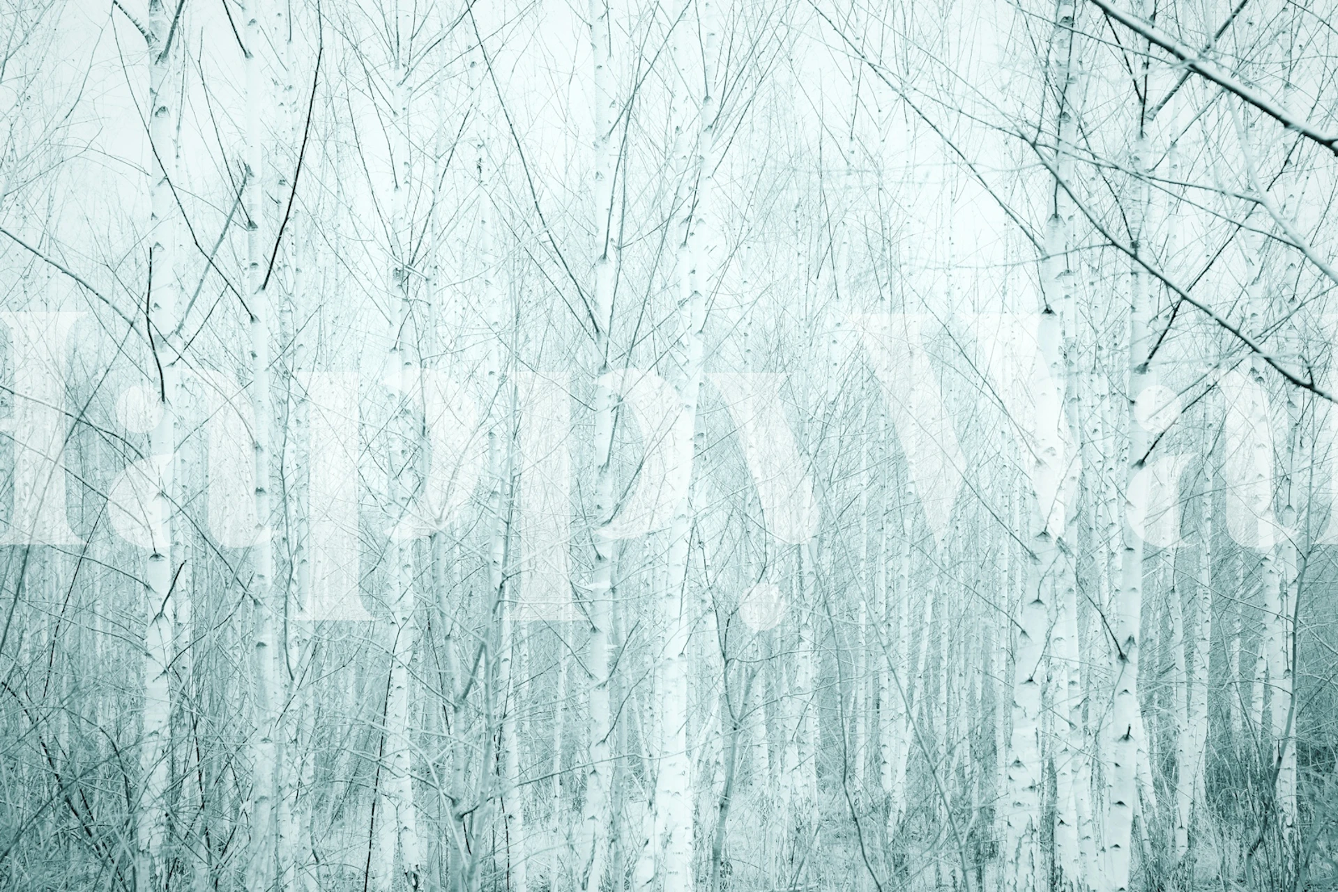 Papel de parede Serene Birch Forest em um quarto