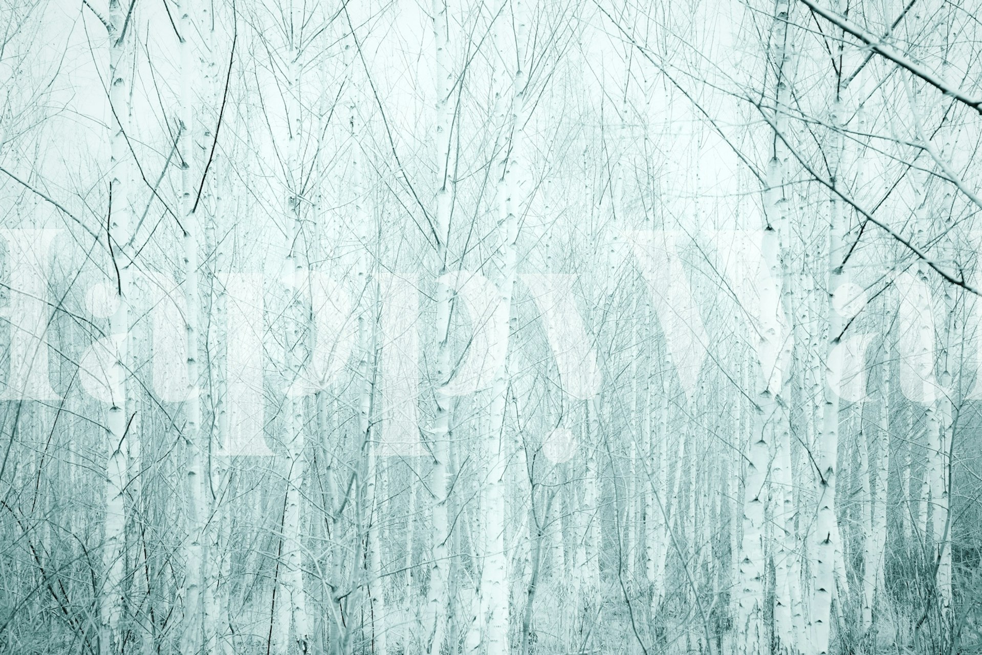 Birch trees with delicate branches in soft gray tones wallpaper