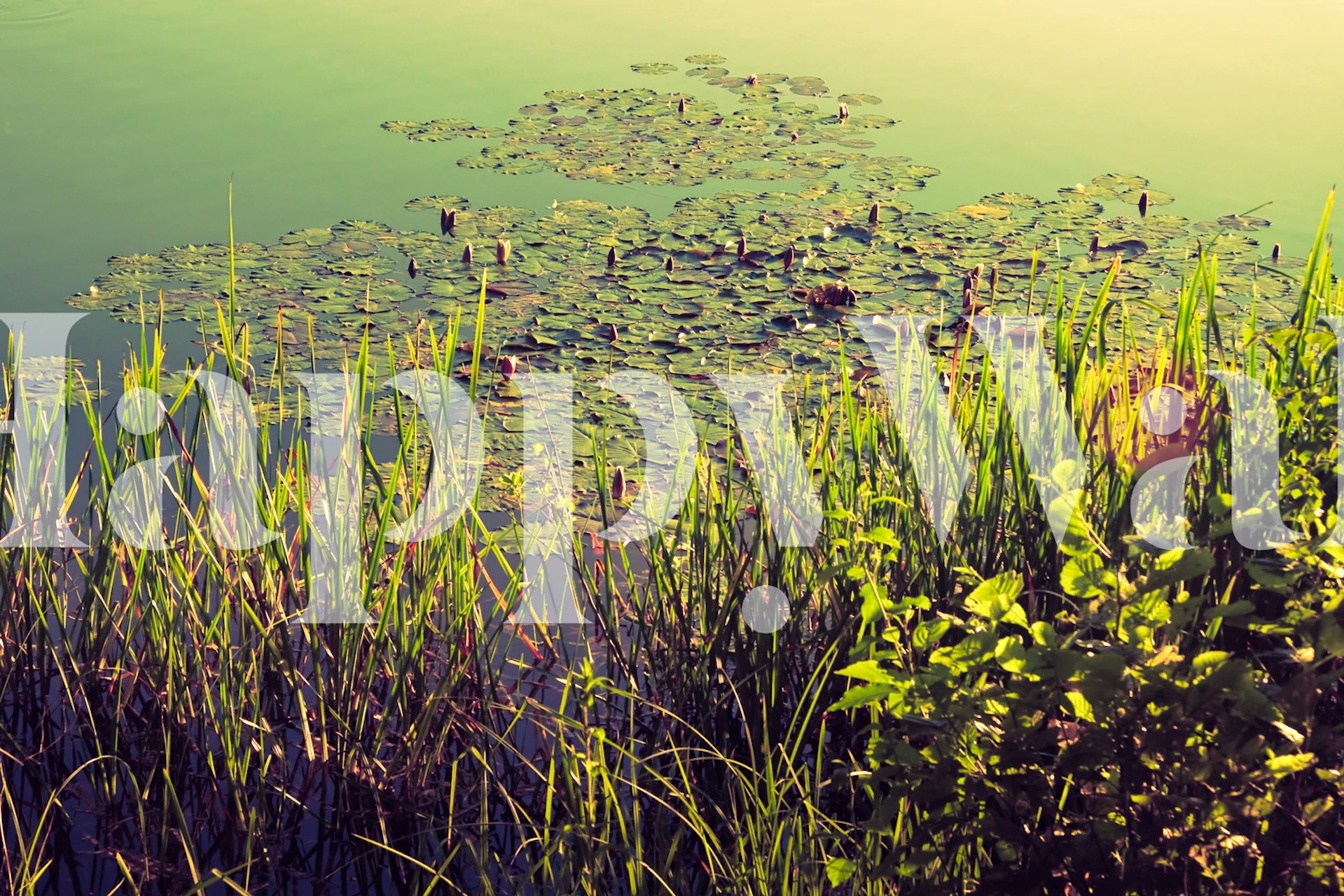 Pond lily pads with green foliage and reflections wallpaper