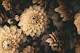 Opulent Moody Dahlia Fall Flowers Brown Beige