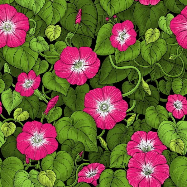 Morning glory in pink and green