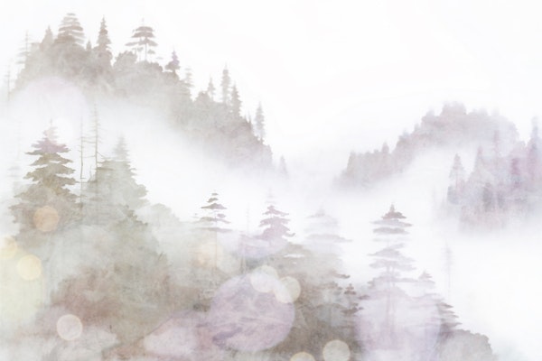 Misty Pine Silhouettes