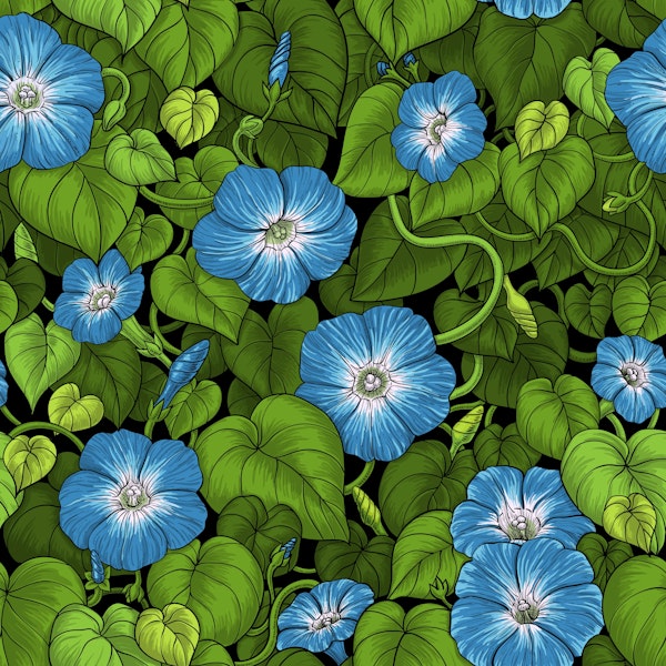 Morning glory in blue and green