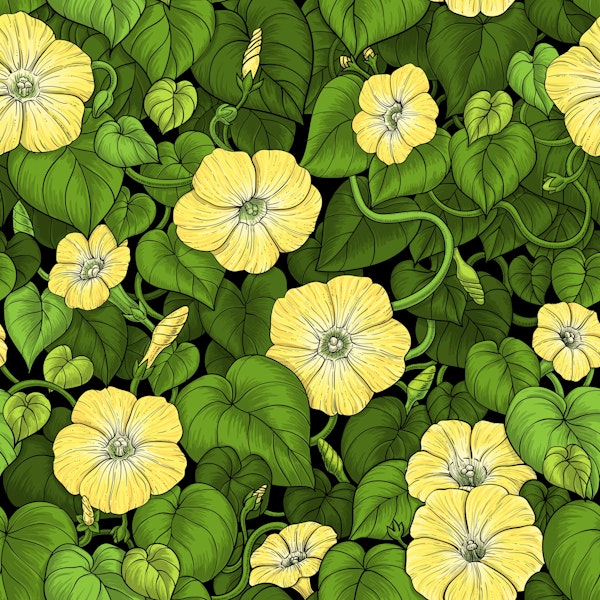 Morning glory in yellow and green
