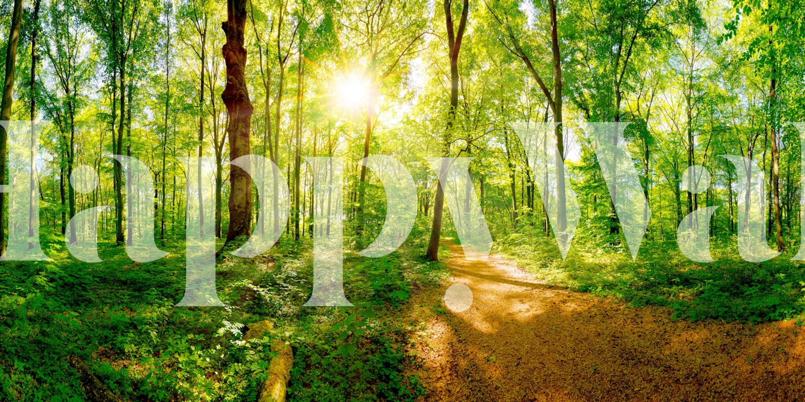 Papel pintado Sunlit Forest Trail en una habitación