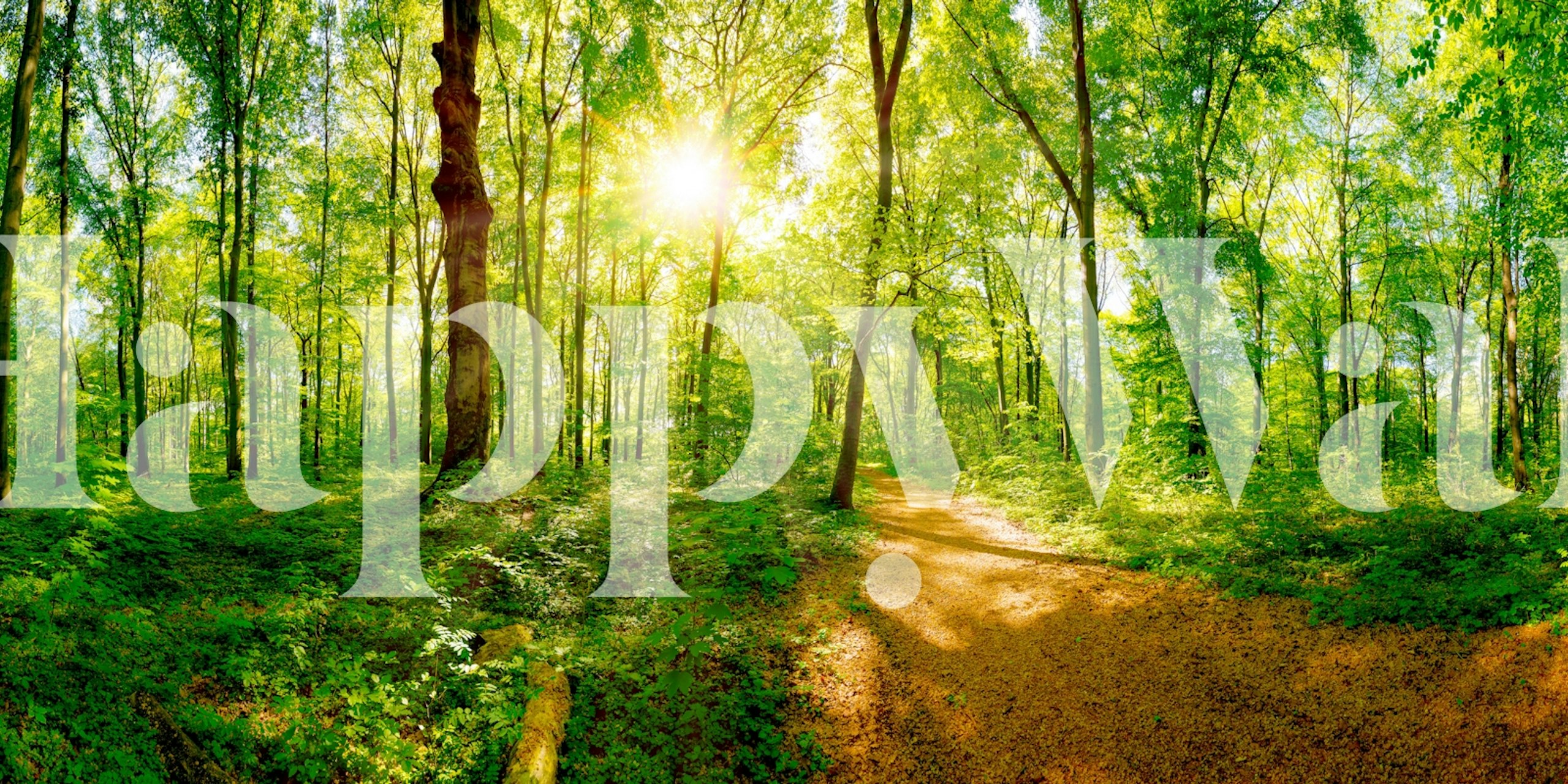 Papel pintado Sunlit Forest Trail en una habitación