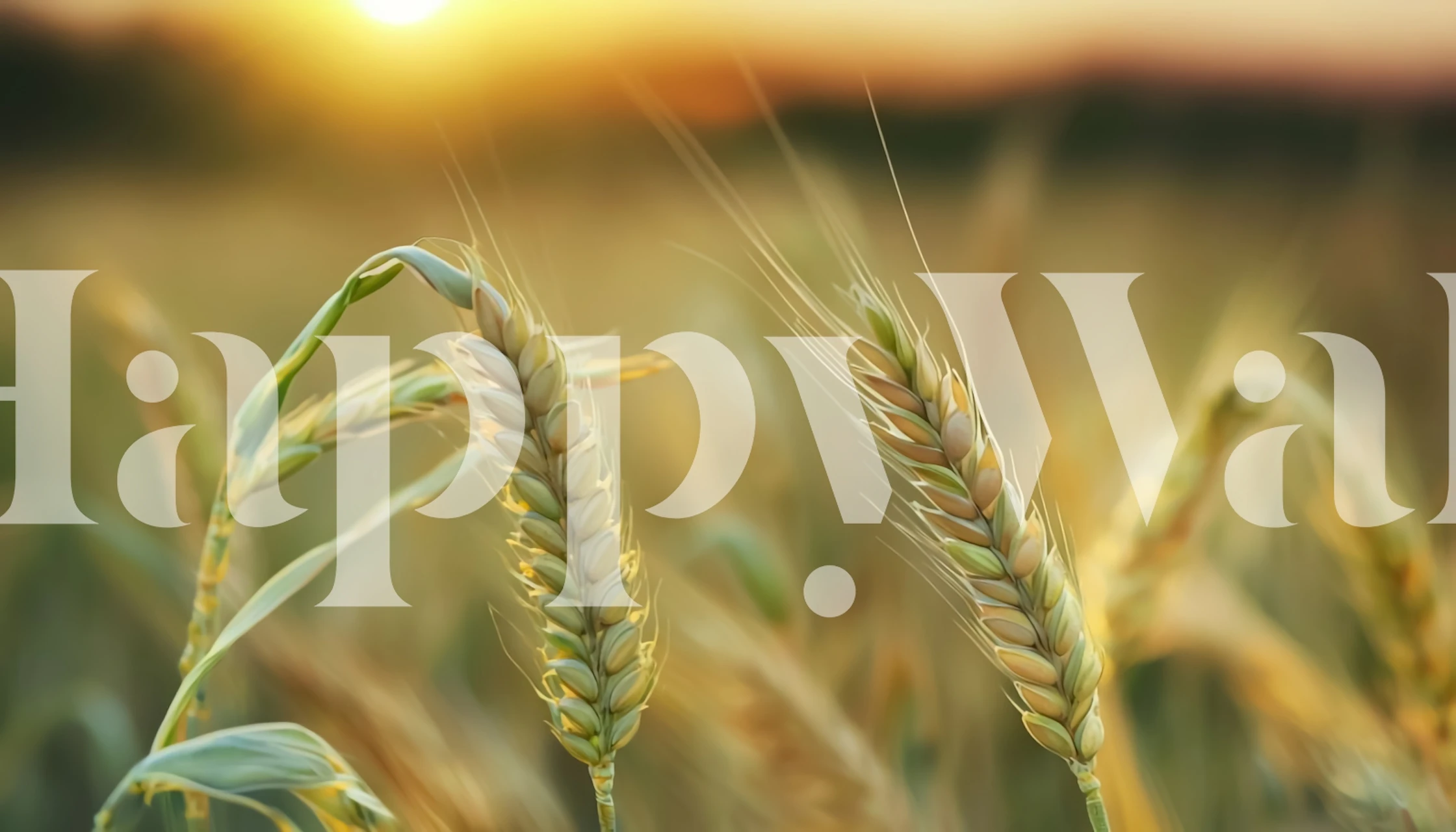 Golden wheat fields wallpaper in a room