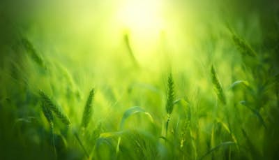 Τοιχογραφία