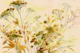 French Mimosa Meadow