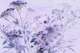 Purple Mimosa Flowers
