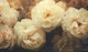 Antique Rose Memoir