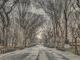 Tranquil Walk