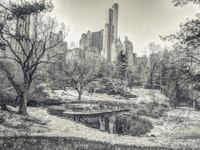 Where Nature Meets Skyscrapers wallpaper