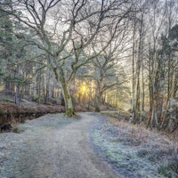 Misty Woodland Glare ταπετσαρία