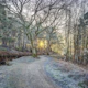 Misty Woodland Glare