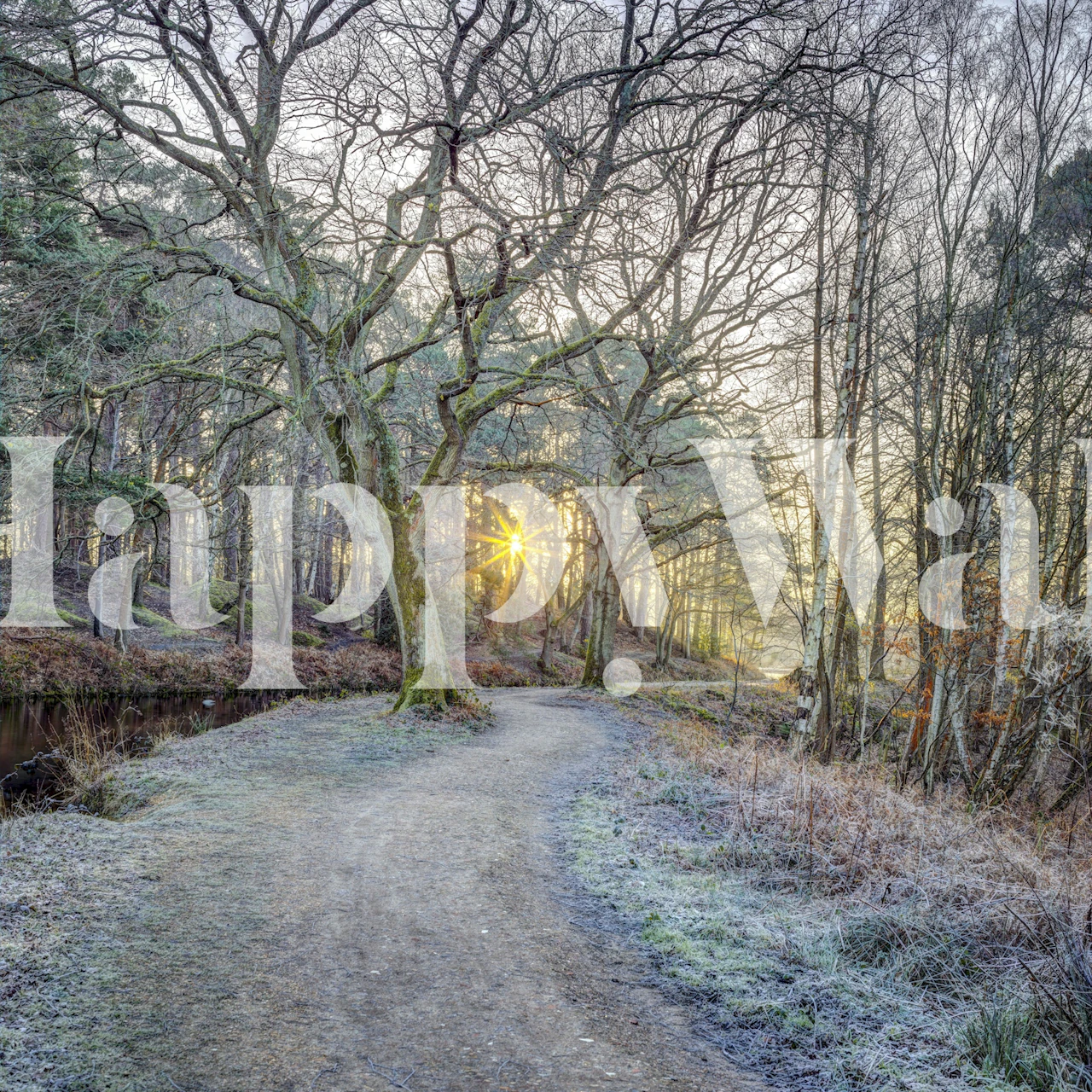 Misty Woodland Glare wallpaper in a room