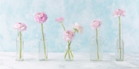 Pastel Ranunculus Glass Decor behang