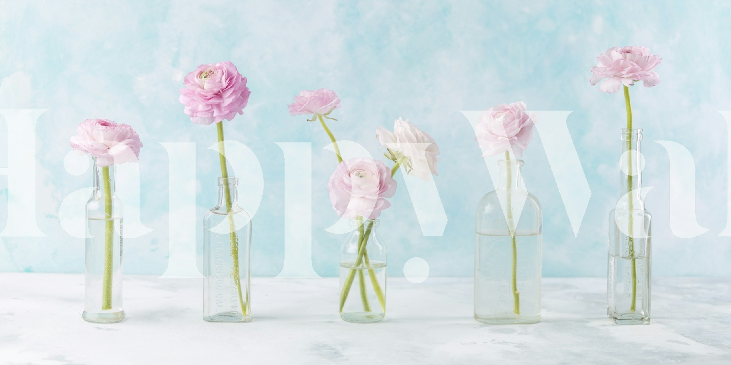 Pink ranunculus flowers in glass bottles, pastel blue background wallpaper
