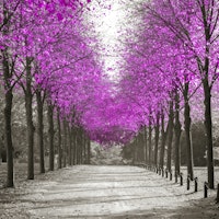 The Pink Avenue tapet