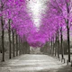 The Pink Avenue