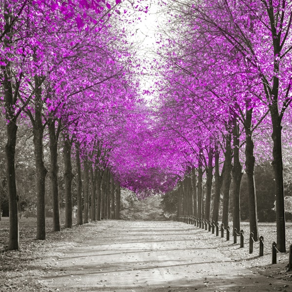 The Pink Avenue