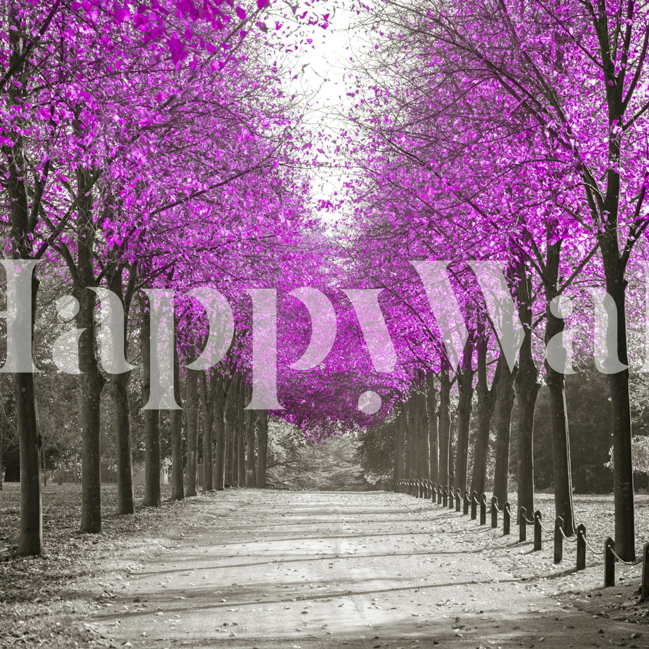 Pink blooming trees lining a gray pathway wallpaper