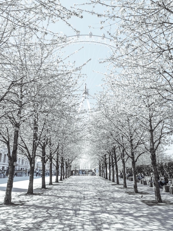 Majestic Millennium Wheel