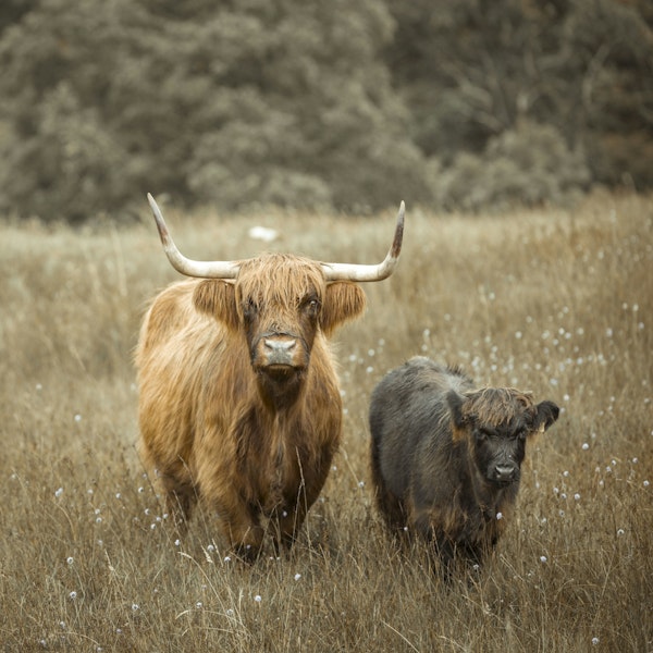 Highland Cows