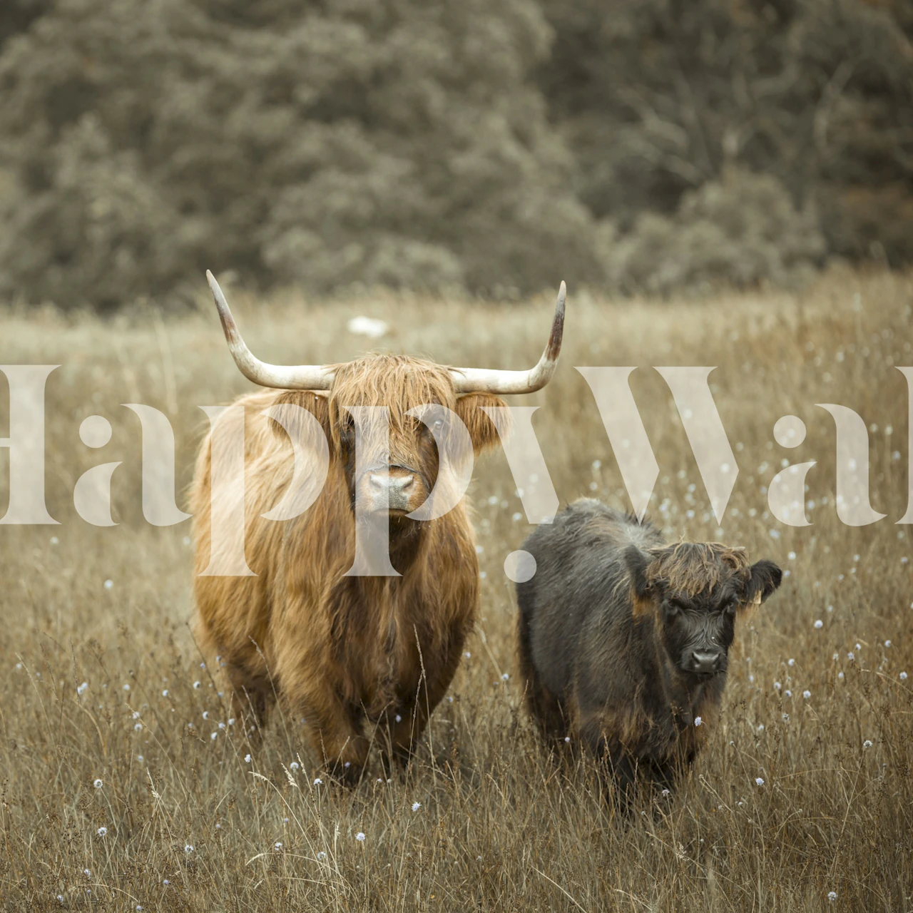 Highland cows in a grassy field, earthy tones, animal wallpaper