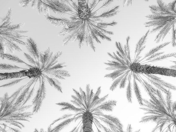 Monochrome Palms