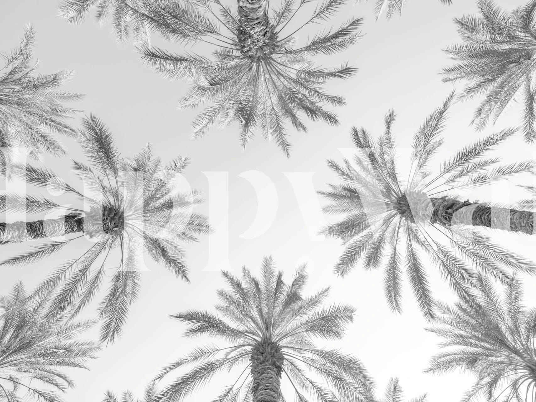 Monochrome palms wallpaper in a room