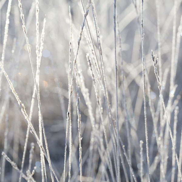 Frosty Grass Sparkles