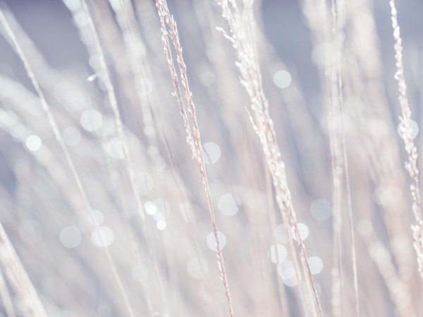Glimmering Grass Bokeh