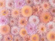 Floral Blush