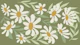 Daisy Dream Decor