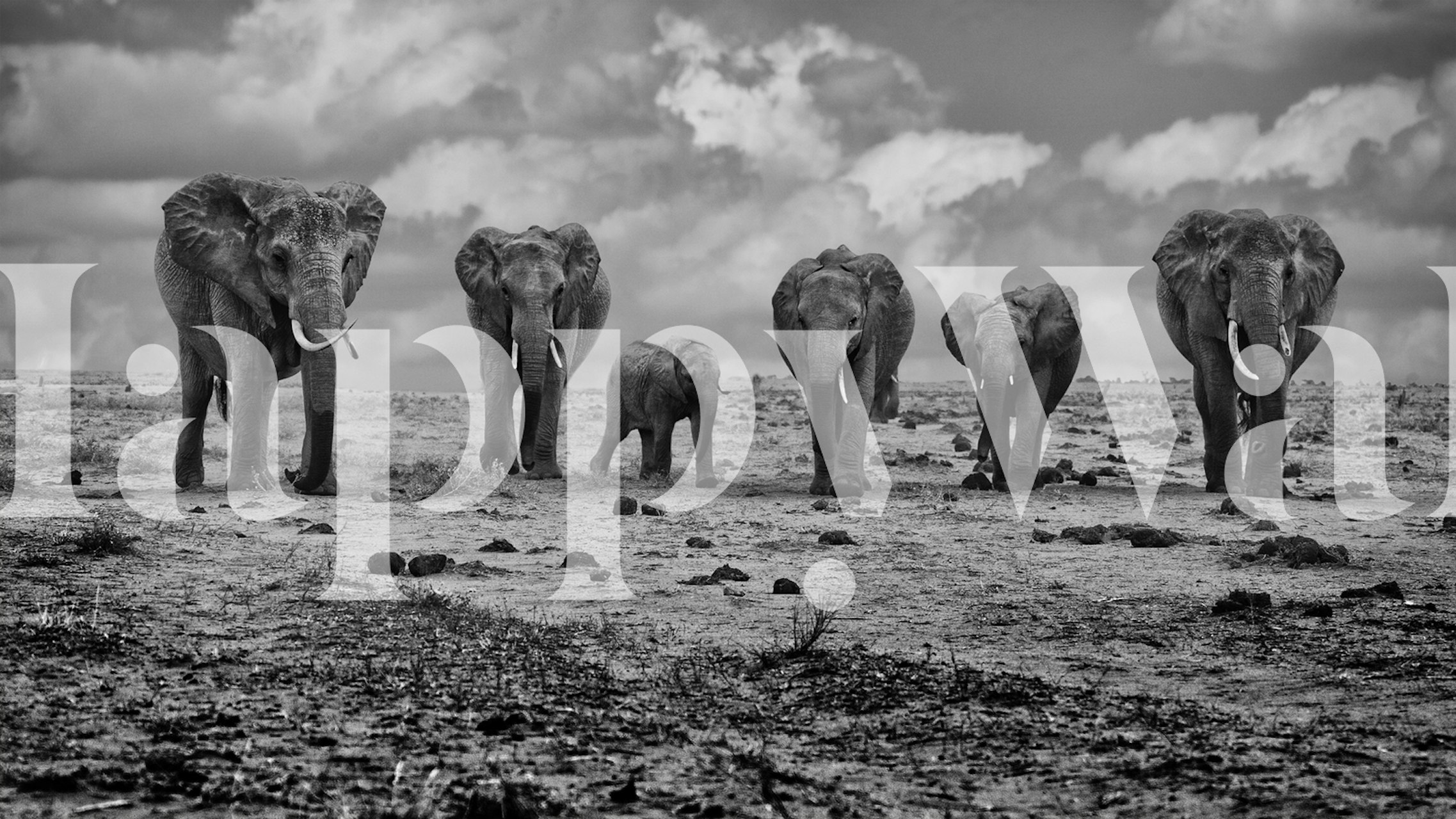Black and white elephants standing in a row on a barren landscape wallpaper