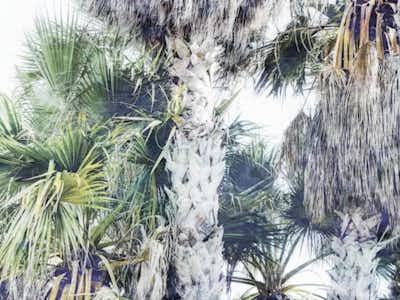 Tropical Palm Bliss