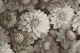 Classic Dahlia Ivory Elegance