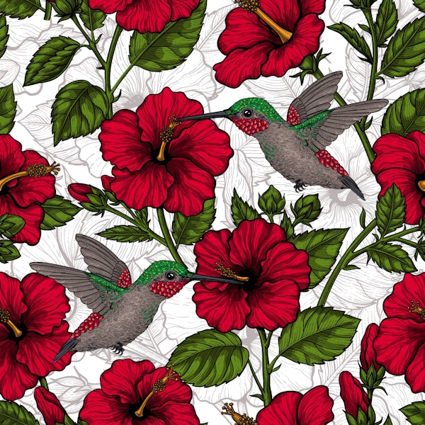 Hibiscus and hummingbirds