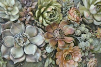 Botanical Succulents Vertical Garden tapetit