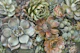 Botanical Succulents Vertical Garden