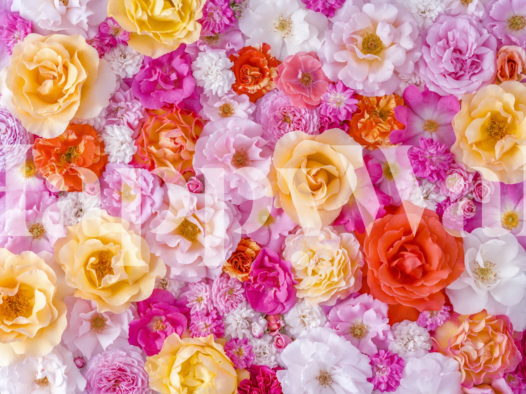 Blumen Tapete mit gelben und rosa Blumen