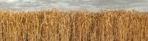 Wheat Field Expanses