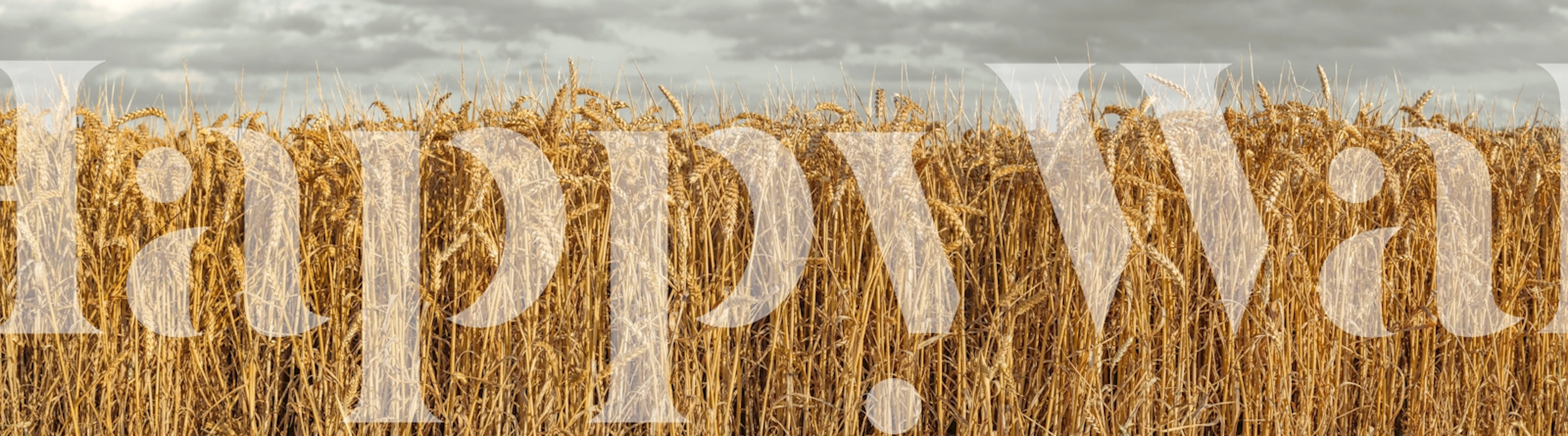 Tapeta Wheat Field Expanses v pokoji