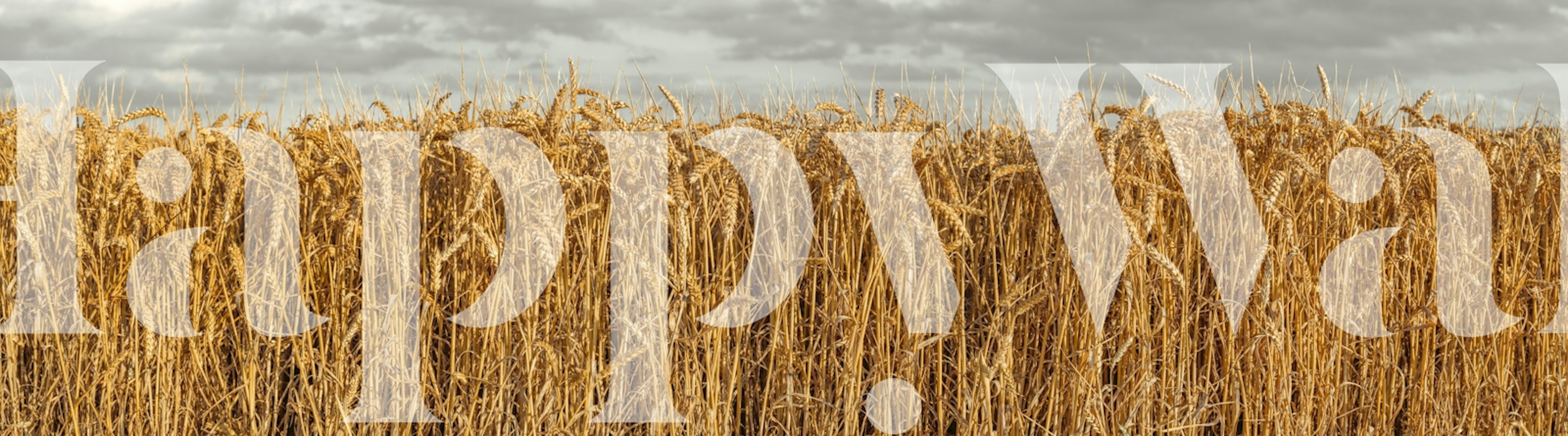 Golden wheat field against a cloudy sky wallpaper