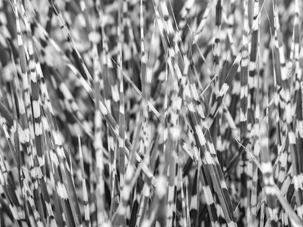 Zebra Grass