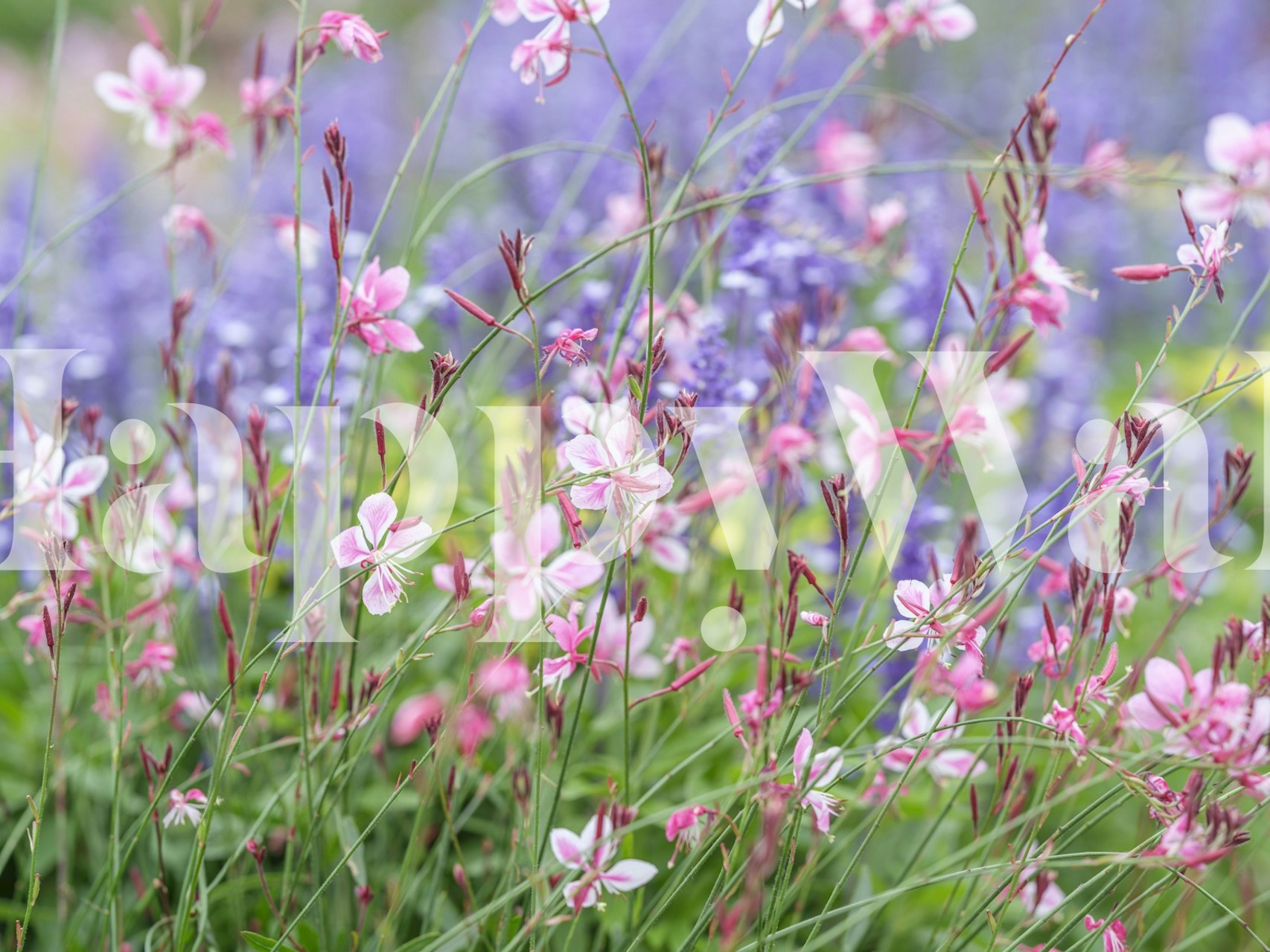 Pink and purple flowers with green stems wallpaper