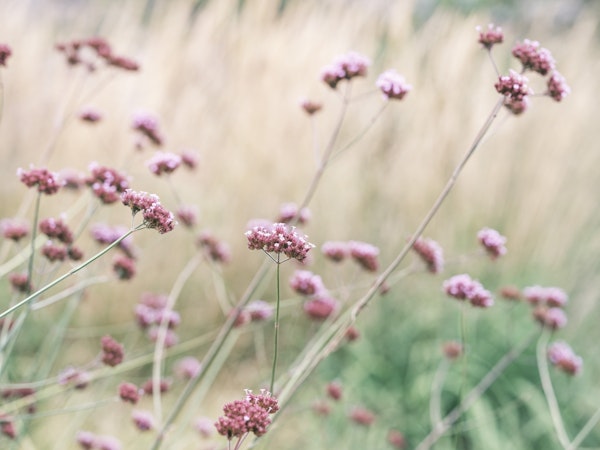 Soft Pink Field Bliss
