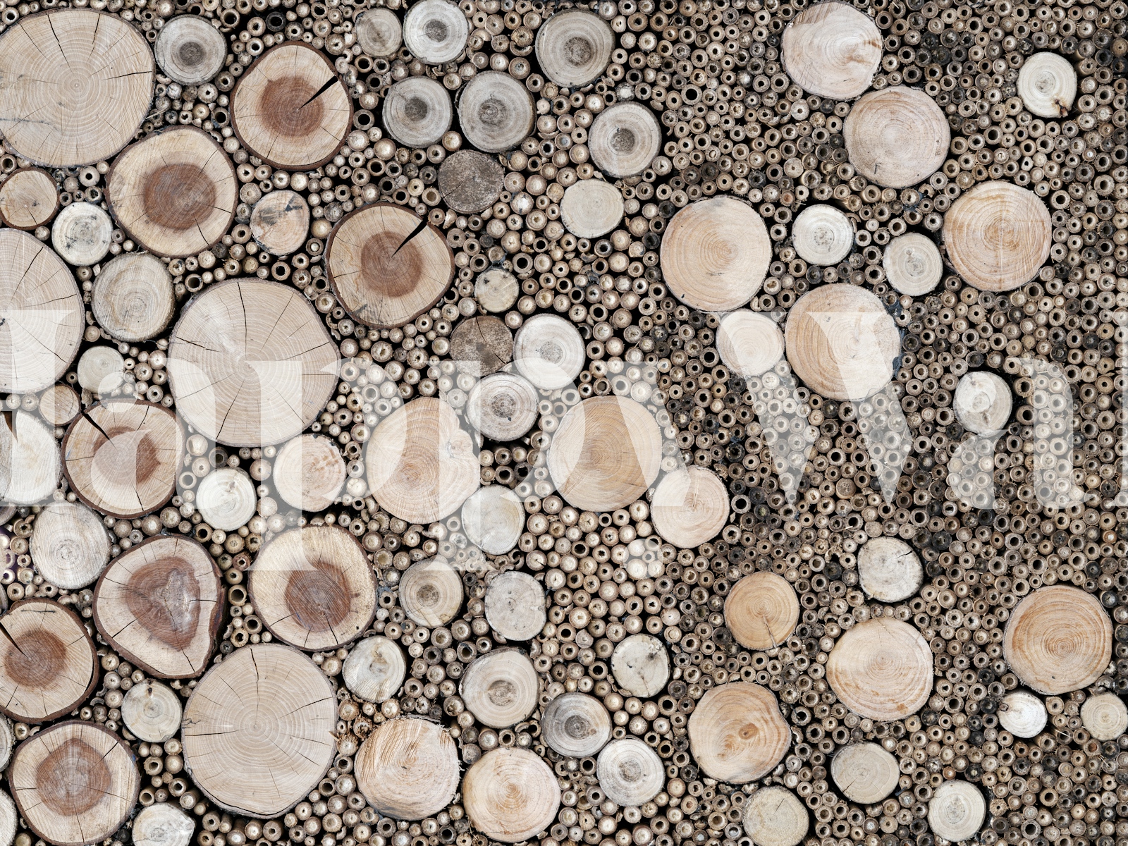 Natural Wood Circular Pattern Wallpaper