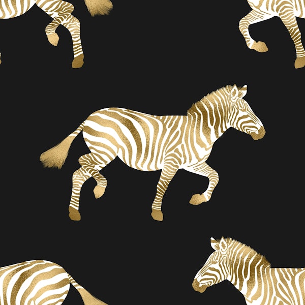 Golden Zebra walking 1 larger spaces